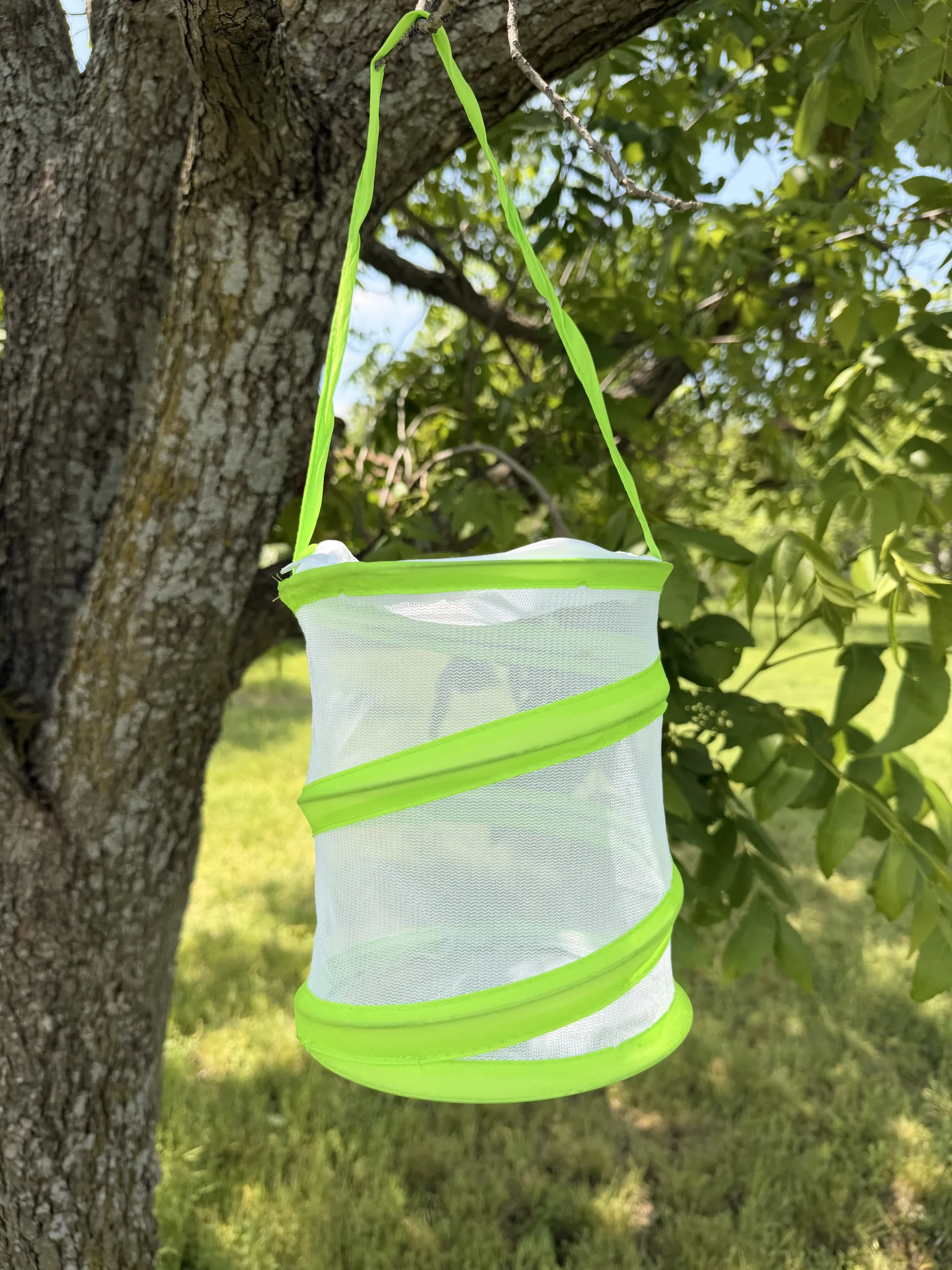 Featured image for “Butterfly Bug Enclosure”